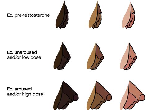 how big can bottom growth be|Bottom Growth and Genital Changes on Testosterone